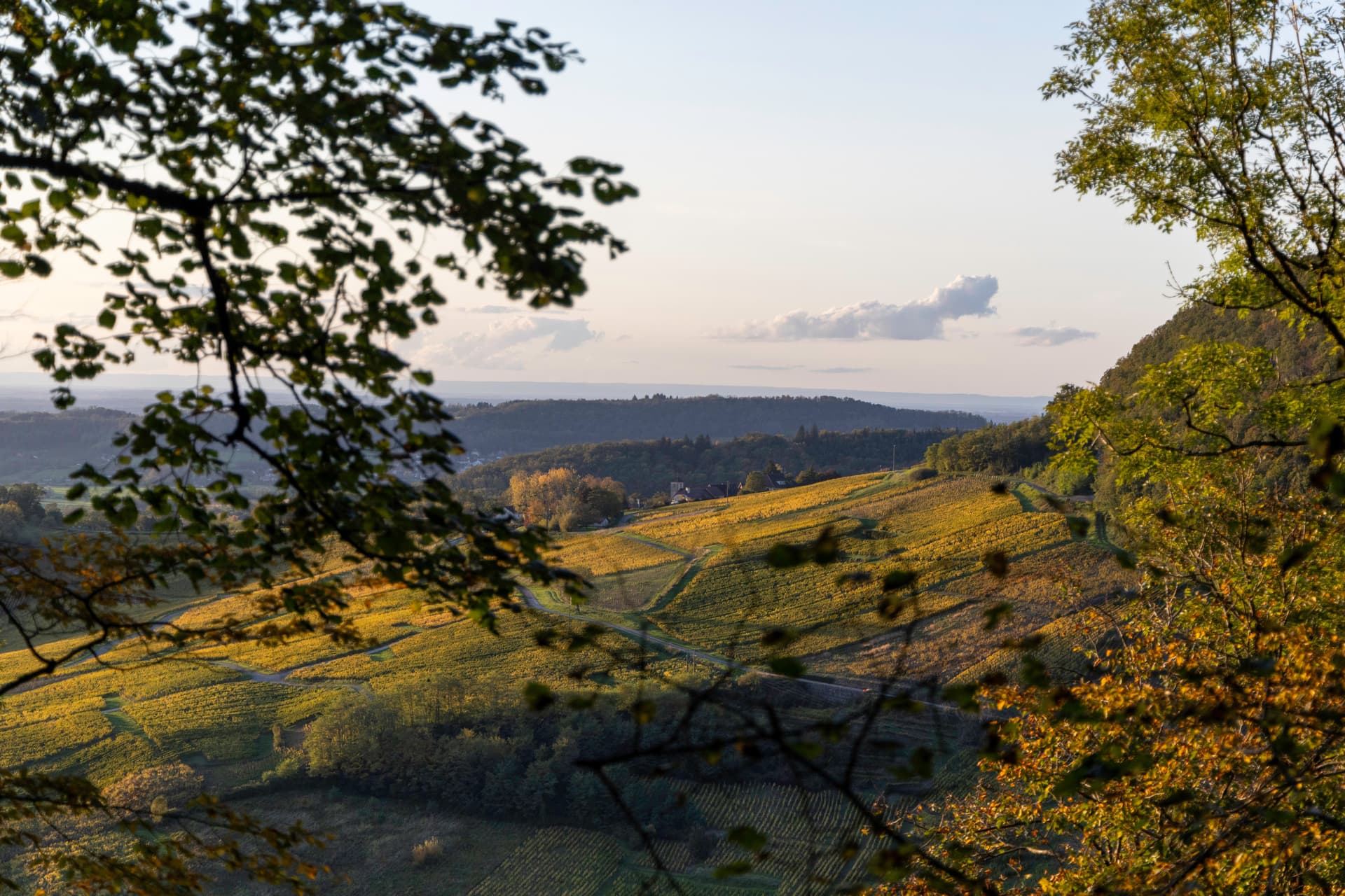 Primi passi nei vigneti del Giura e installazione al castello