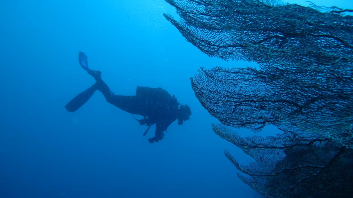 Immersioni subacquee e navigazione nell'Arcipelago delle Mitsio